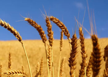 chuvas-impulsionam-safra-de-trigo-australiana-em-milhões-de-toneladas