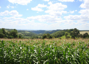 deral-mantém-projeções-de-safras-de-soja-e-milho-do-paraná-apesar-de-chuvas