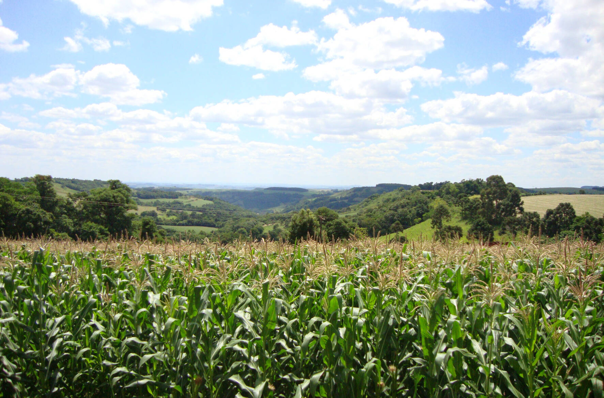 deral-mantém-projeções-de-safras-de-soja-e-milho-do-paraná-apesar-de-chuvas