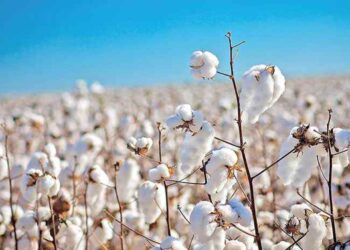 menos-plantio-na-índia-pode-reduzir-produção-de-algodão-em-75-indica-órgão-comercial
