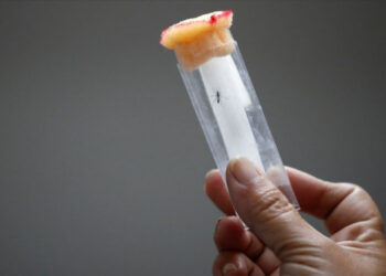 pílula-dengue-promissora-resultados-positivos-em-teste-com-humanos