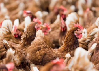 abpa-exportacao-de-carne-de-frango-do-brasil-rumo-a-recorde-em-2023-confira