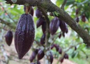 cacau-de-londres-em-alta-recorde-café-acompanhando-a-tendência