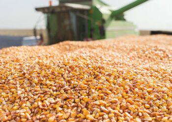 cotação-do-milho-atinge-mínima-de-sete-semanas-enquanto-trigo-e-soja-registram-alta