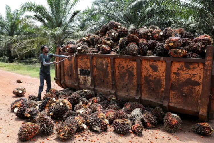 india-quebra-recorde-importando-oleo-palma-e-girassol-reduzindo-compras-de-oleo-soja-confira