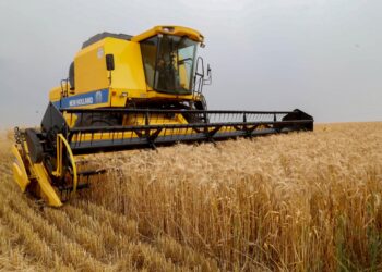 preços-do-trigo-caem-devido-à-expectativa-de-maior-oferta-nos-eua