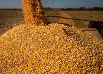 safra-de-milho-dos-eua-será-recorde-preços-caem-para-mínima-em-3-anos