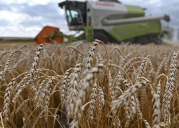safra-de-trigo-da-argentina-diminuida-para-13-5-mi-t-devido-a-atraso-nas-chuvas-confira