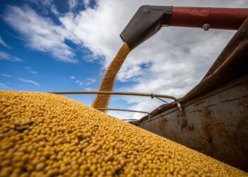 soja-na-argentina-pode-aumentar-após-chuvas