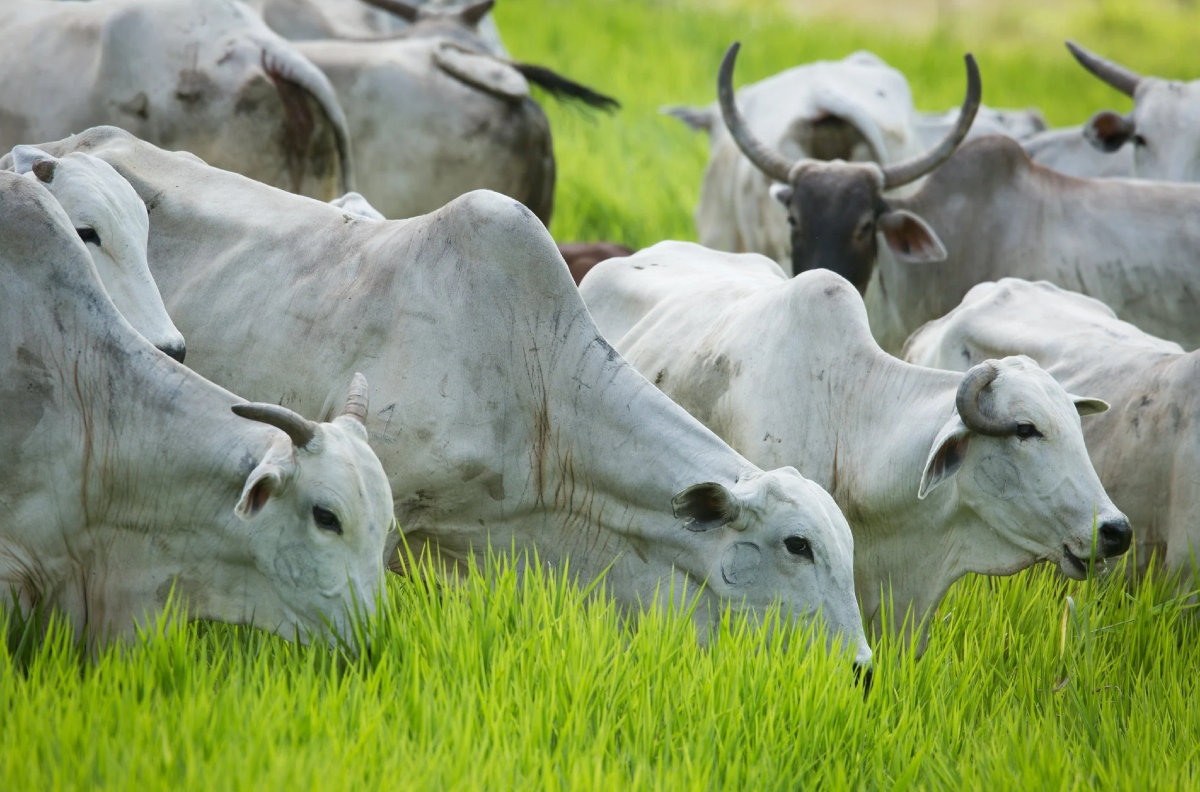 governo-do-pará-rastreará-gado-para-combater-desmatamento
