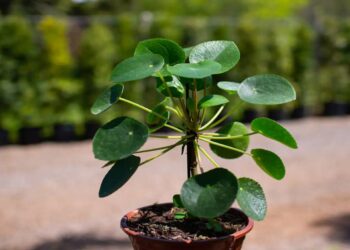 atraia-riqueza-e-sucesso-com-a-incrivel-planta-chinesa-da-prosperidade